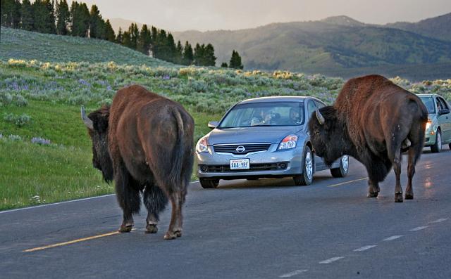 081 yellowstone, bizons.JPG